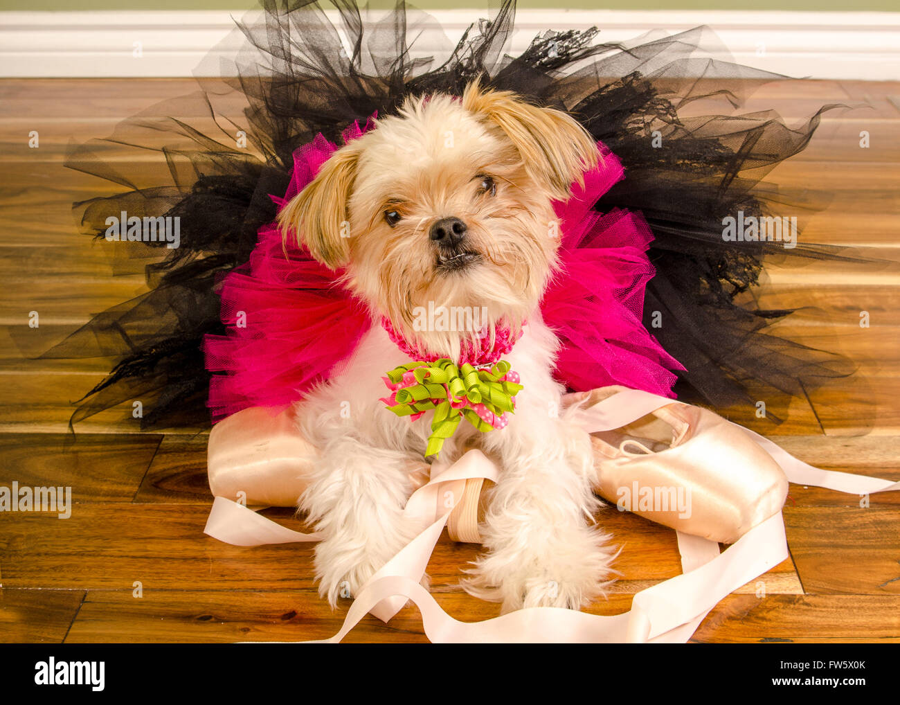 Piccolo Pomerania Chihuahua cane mista pone in rosa Ballet Tutu sulla Pointe Shoes Foto Stock