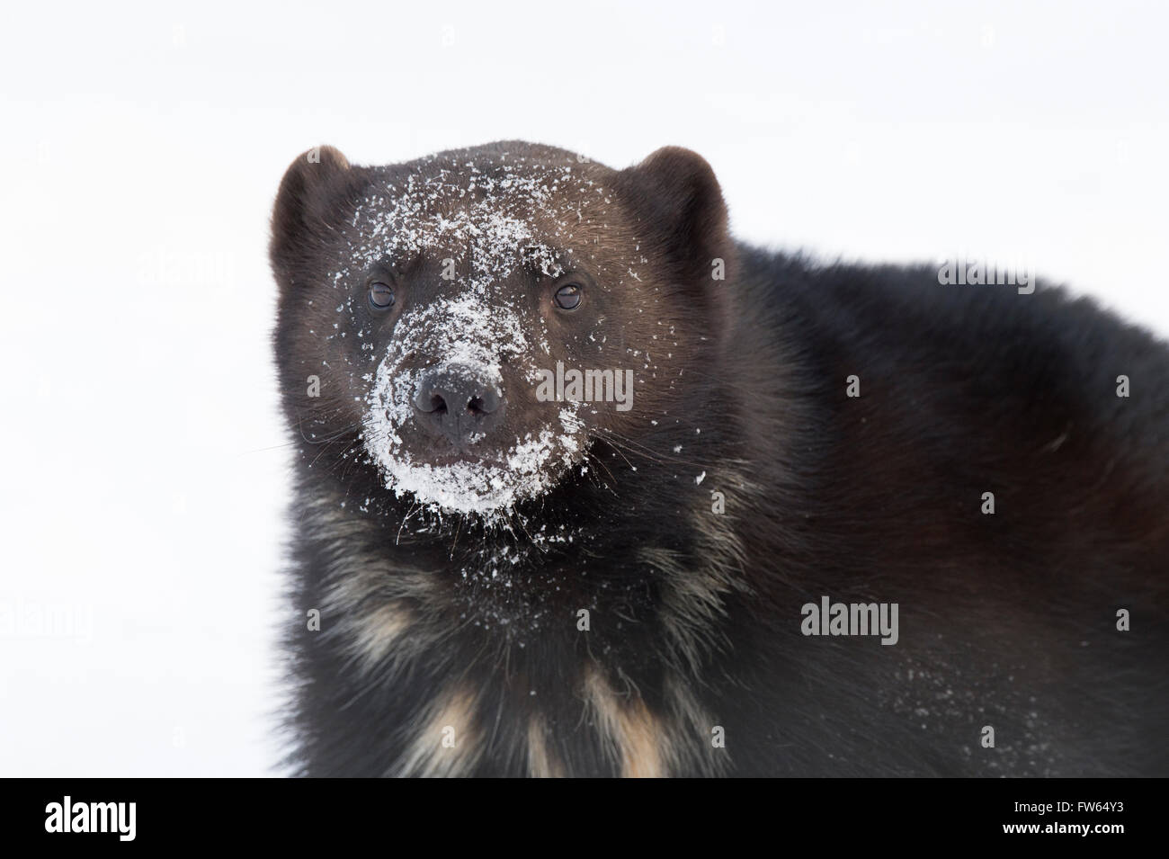 Wolverine (Gulo gulo) nella neve, captive, Trones, Norvegia Foto Stock