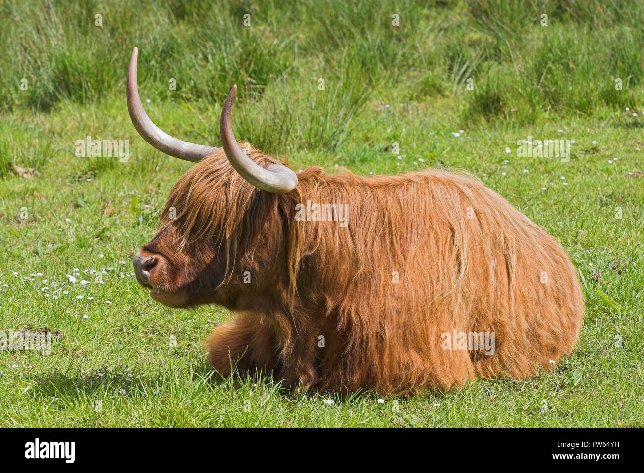 Highland bovini giacente in un pascolo, Highlands scozzesi, Scozia Foto Stock