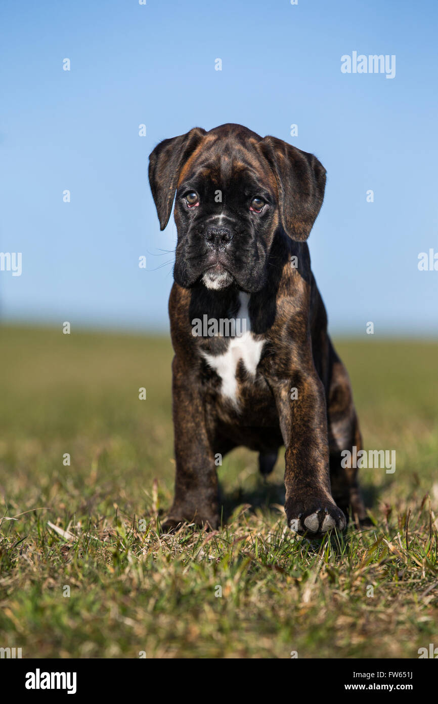 Boxer cucciolo, marrone tigrato, in piedi su un prato, Tirolo del nord, Austria Foto Stock