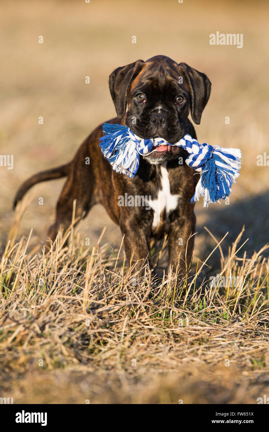 Boxer cucciolo, marrone tigrato, stando in piedi in un prato con un cane giocattolo, Tirolo del nord, Austria Foto Stock