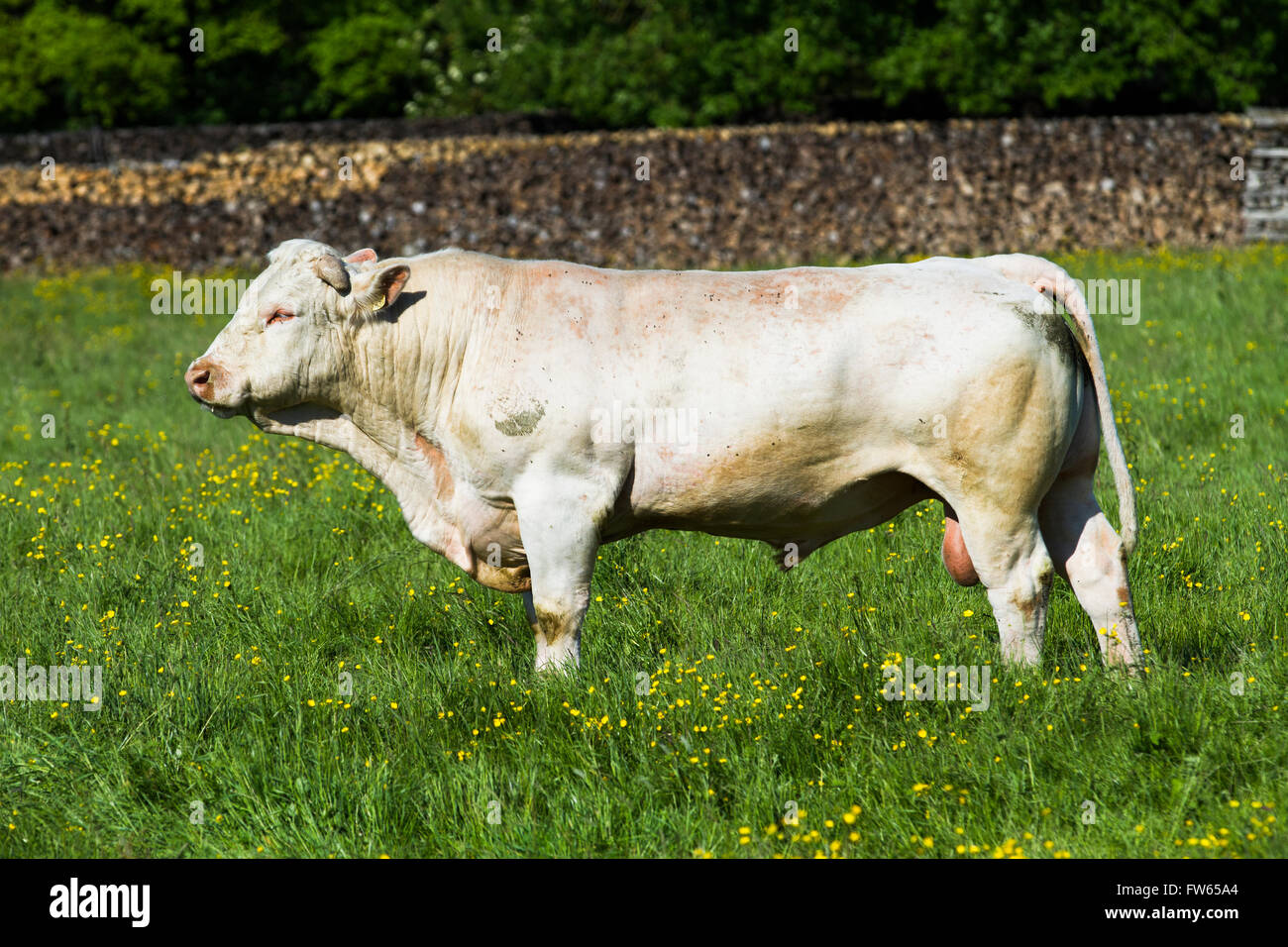 Charolais Bovini, Bull, Brittany, Francia Foto Stock