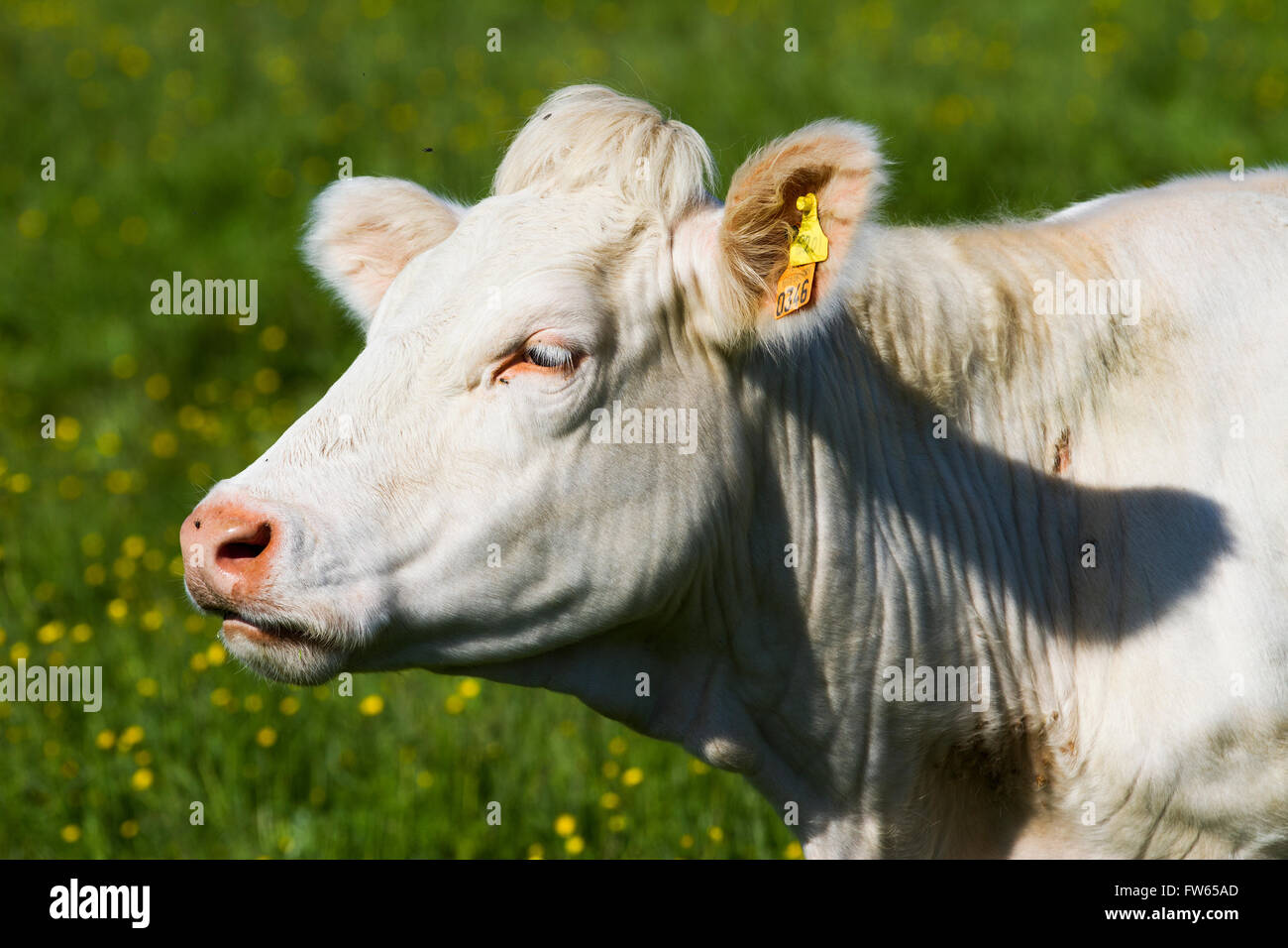 Charolais Bovini, mucca, ritratto, Brittany, Francia Foto Stock