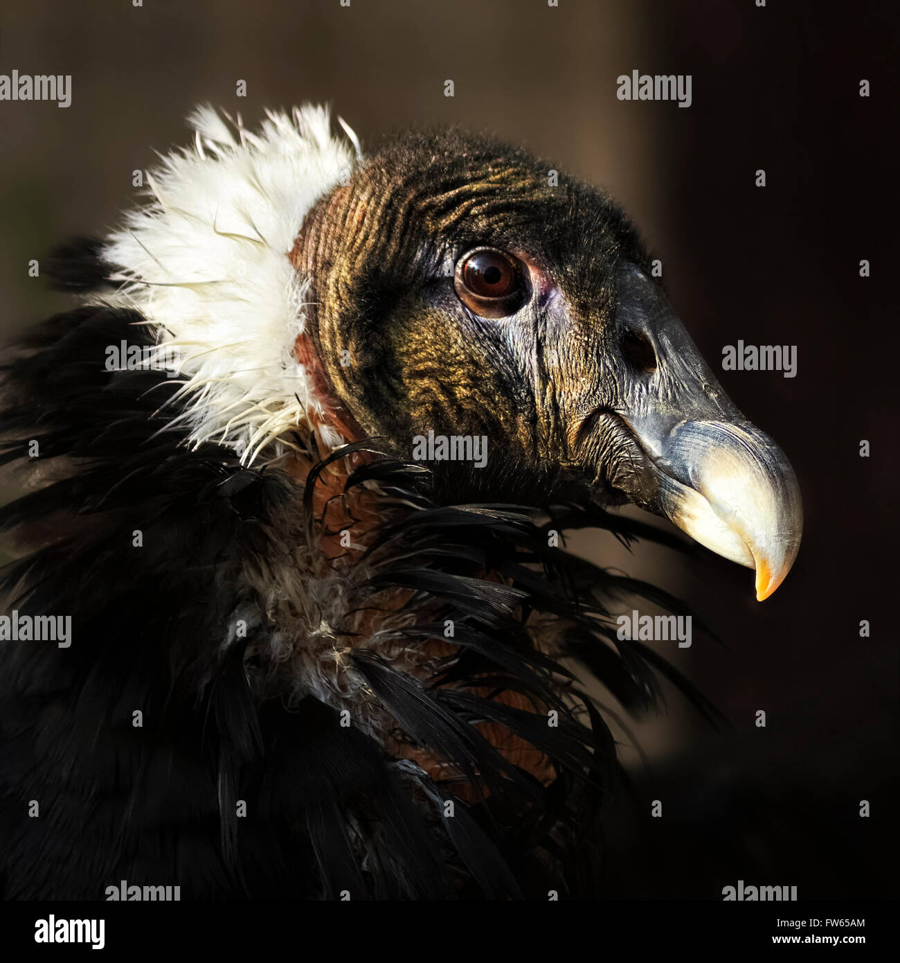 Condor andino (Vultur gryphus), femmina, ritratto, captive Foto Stock