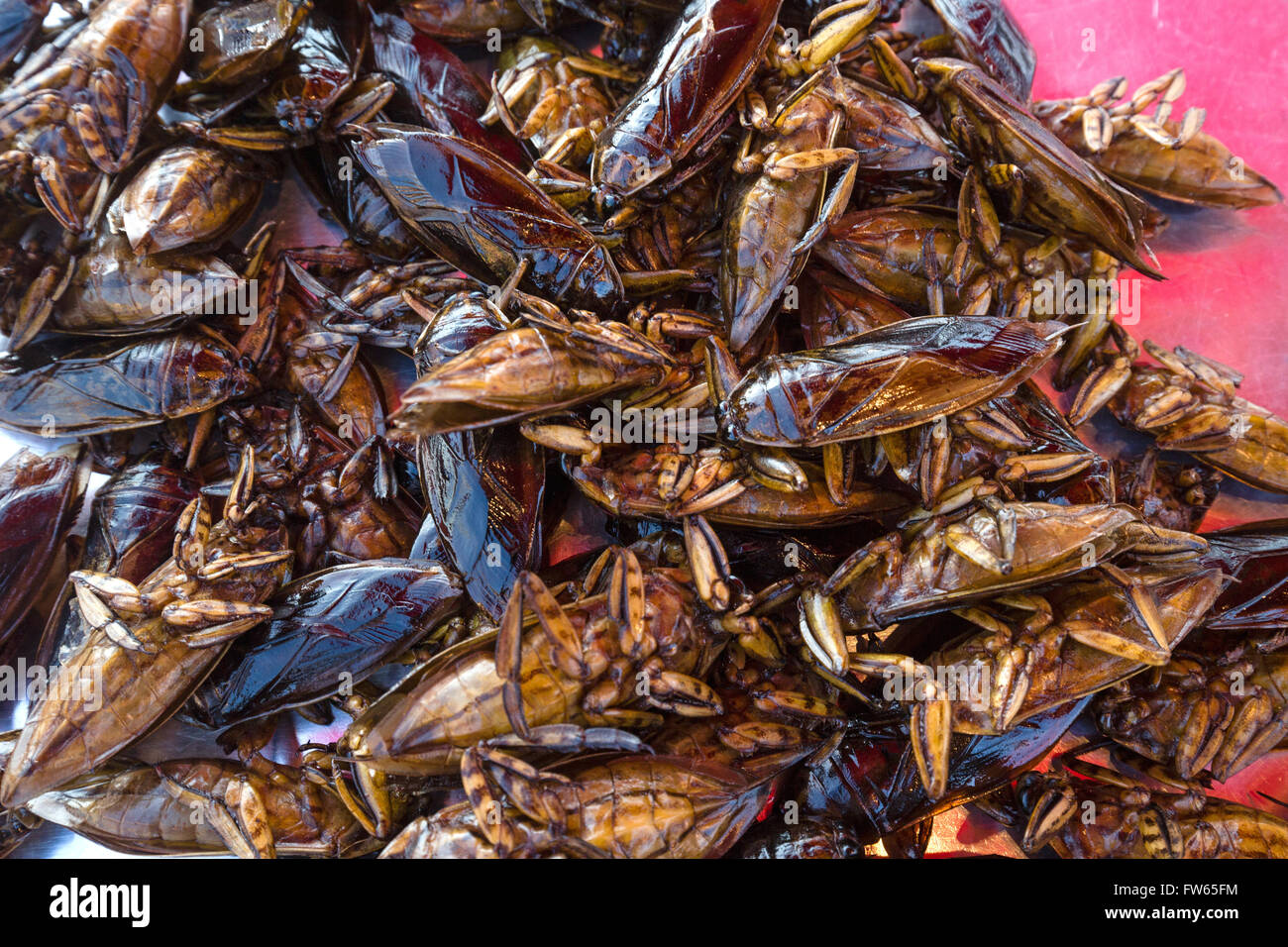 Mangda, fritte acqua bugs (Lethocerus indicus) su un mercato, insetti commestibili, cucina Thai, specialità, Thailandia Foto Stock