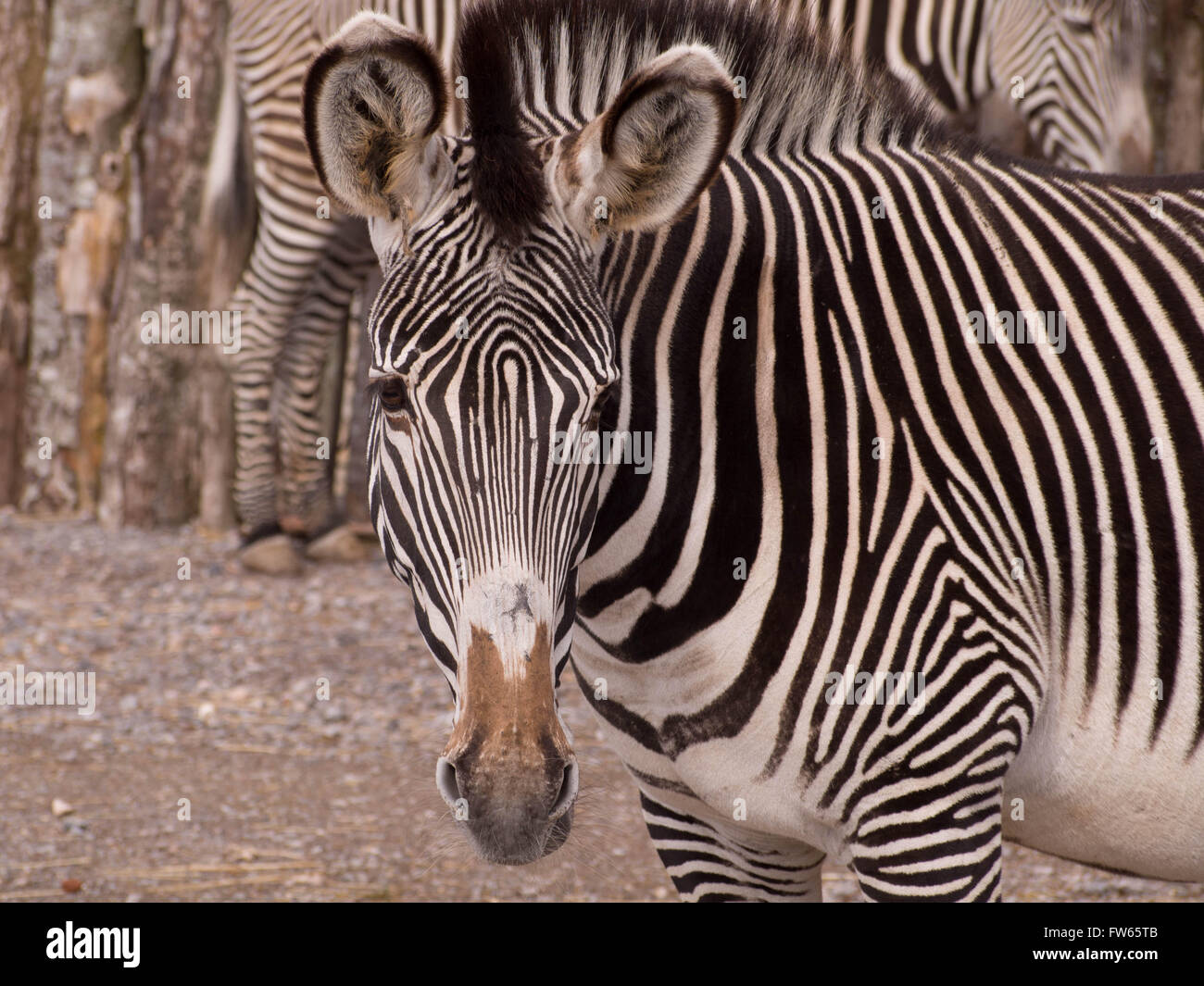Una di Grevy zebra (Equus grevyi) mimetizzata contro una recinzione fatta da log Foto Stock