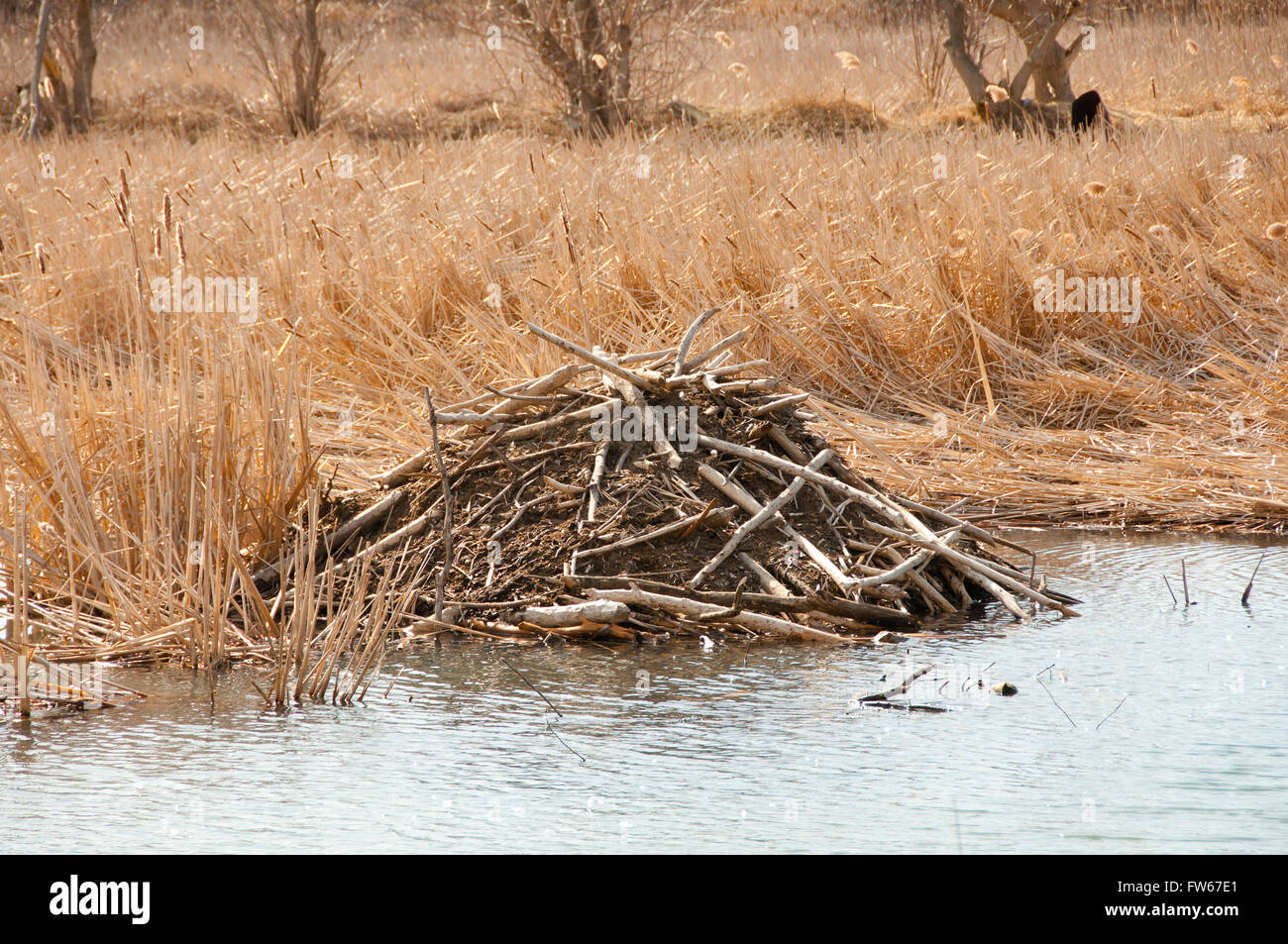 Beaver House - Ontario - Canada Foto Stock