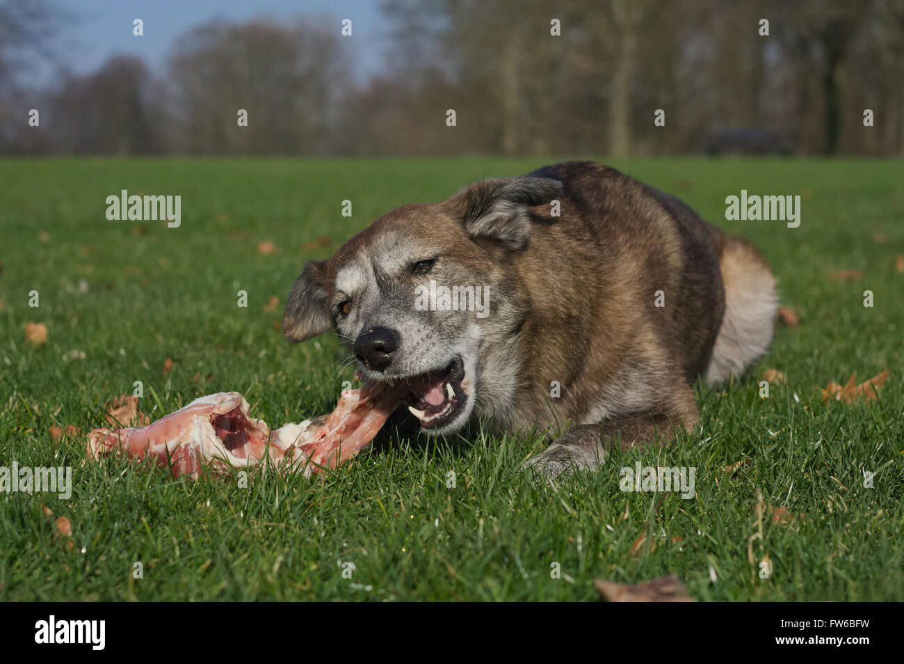 Cane mangia una carcassa di coniglio Foto Stock