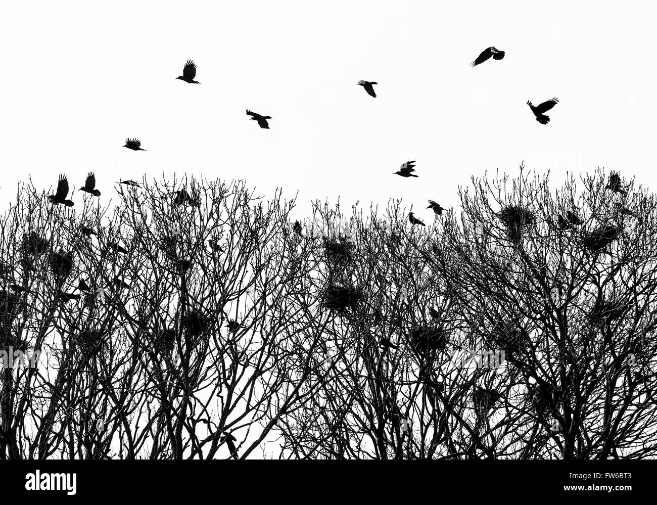 Rooks occupato tendendo i loro nidi. Foto Stock