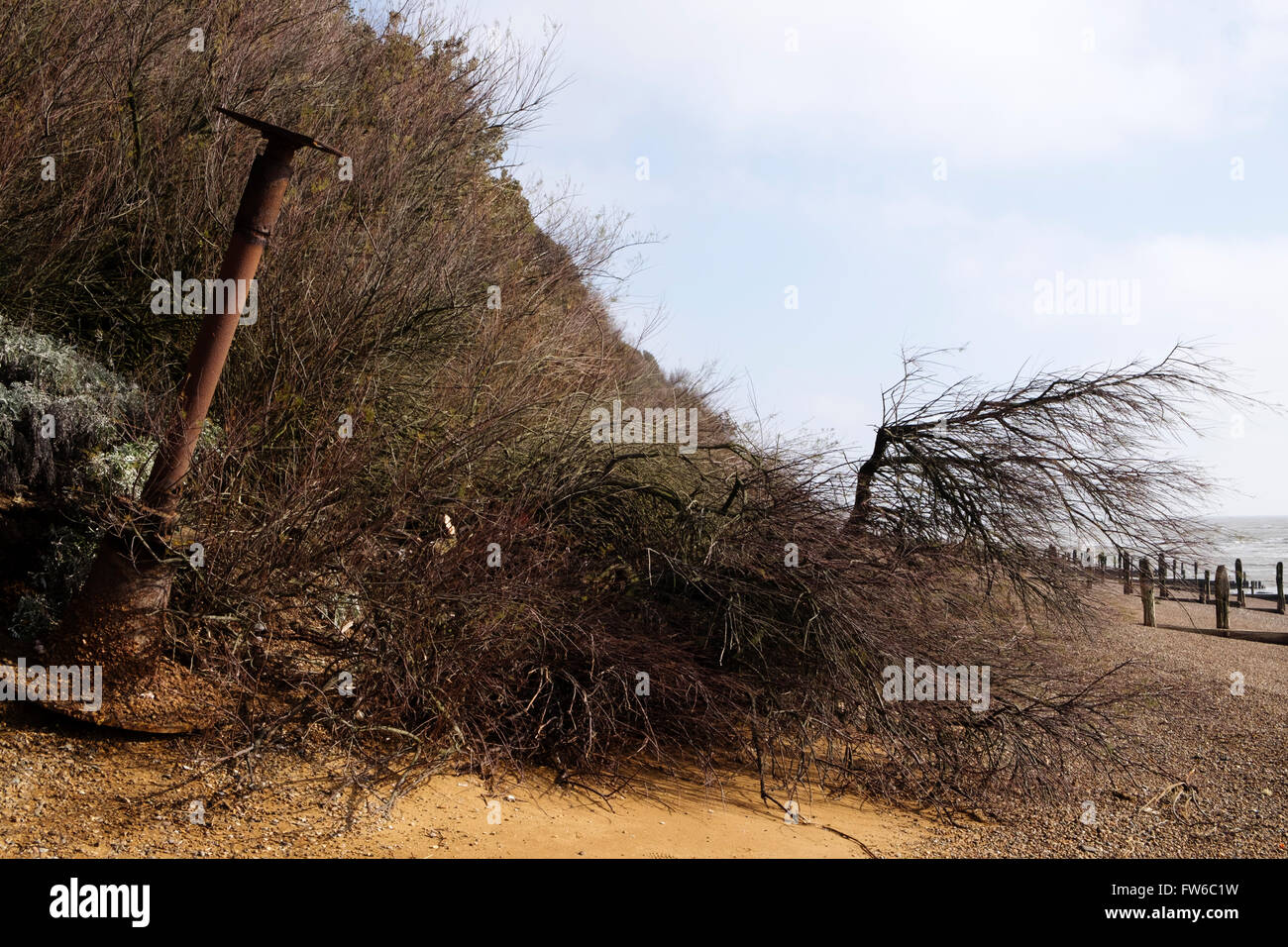 Effetti di erosione costiera Bawdsey Ferry Suffolk Foto Stock