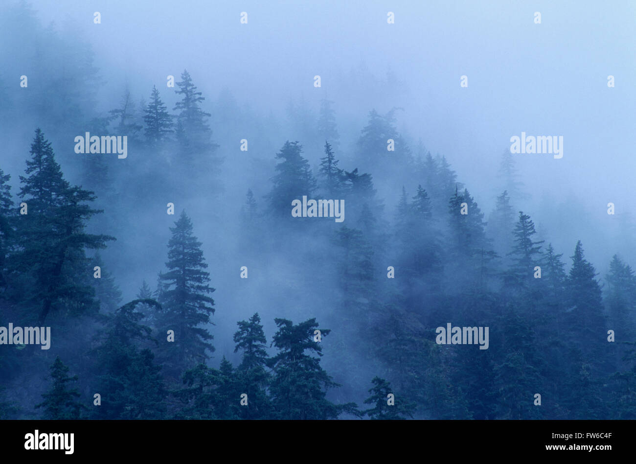 Foresta di conifere coperta di nebbia, Alberta, Canada Foto Stock