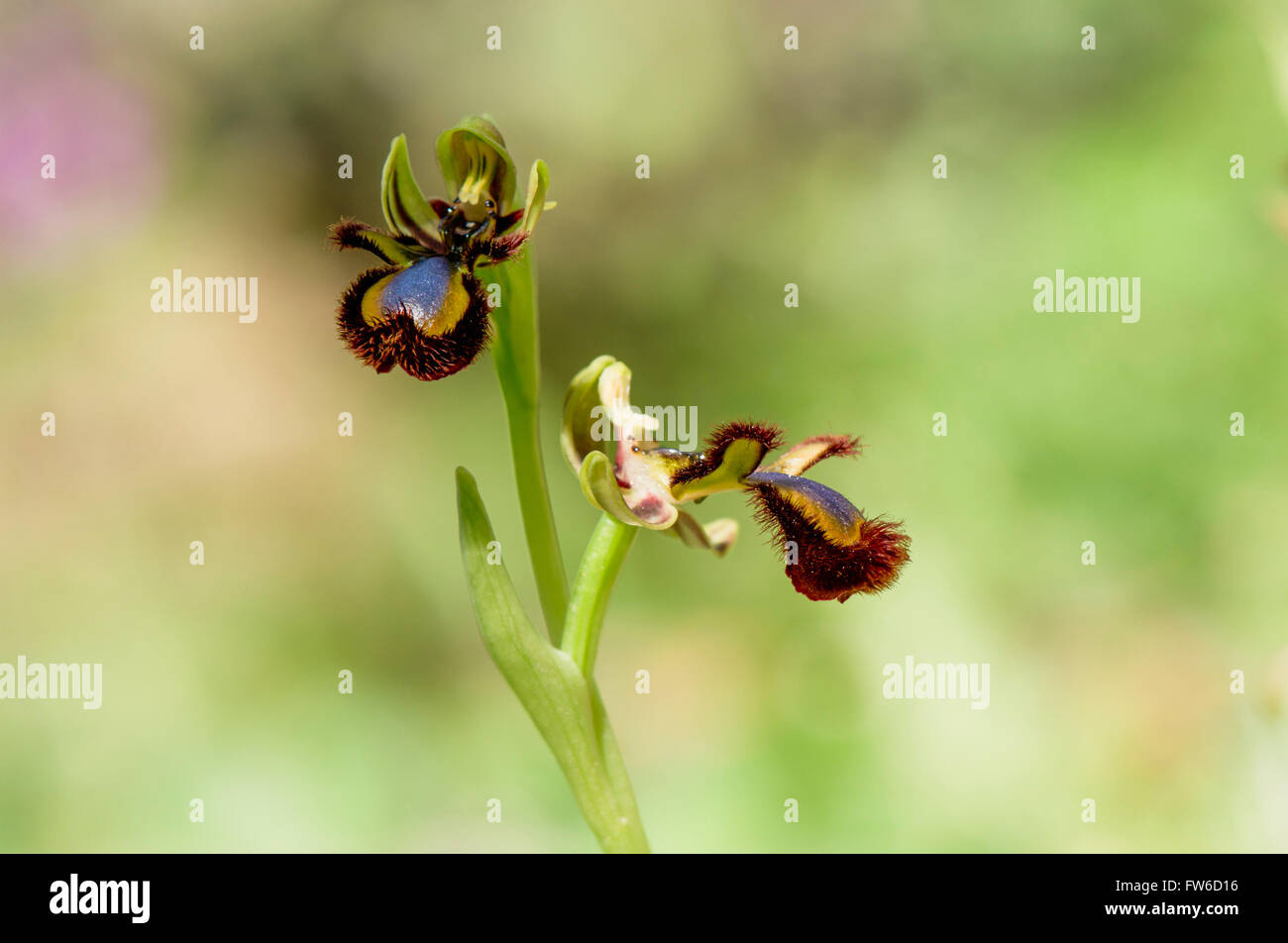 Specchio orchid, Ophrys speculum, Andalusia, Spagna meridionale. Foto Stock