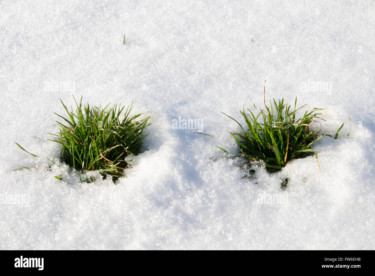 Fresco di erba verde sulla neve Foto Stock