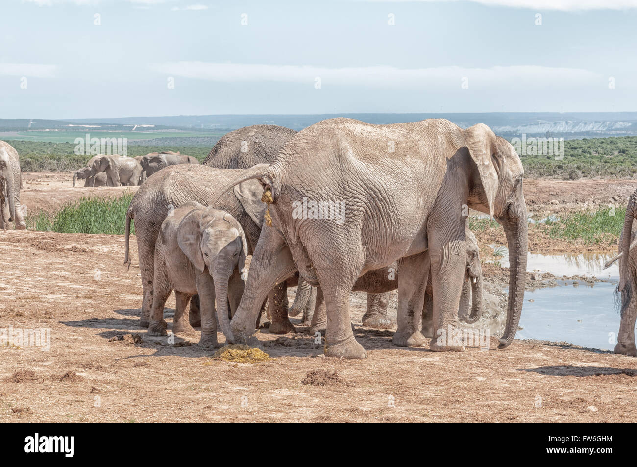 Comportamento insolito - un elefante mucca pooing mentre un vitello mangia lo sterco Foto Stock