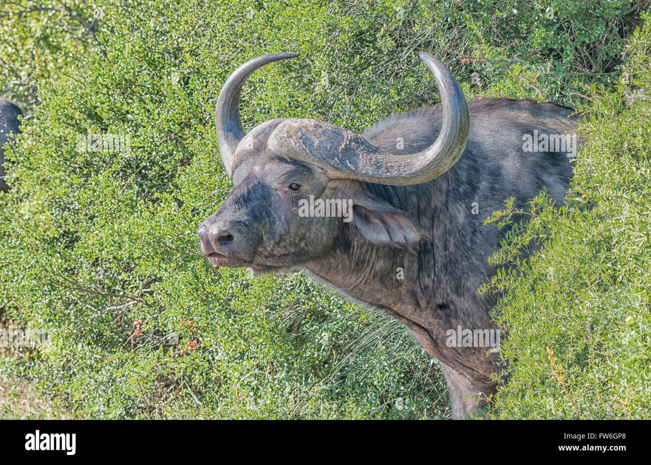 Un capo di Buffalo, Syncerus caffer, sbirciando fuori della macchia fitta Foto Stock Un capo di Buffalo, Syncerus caffer, sbirciando fuori della macchia fitta Foto Stock