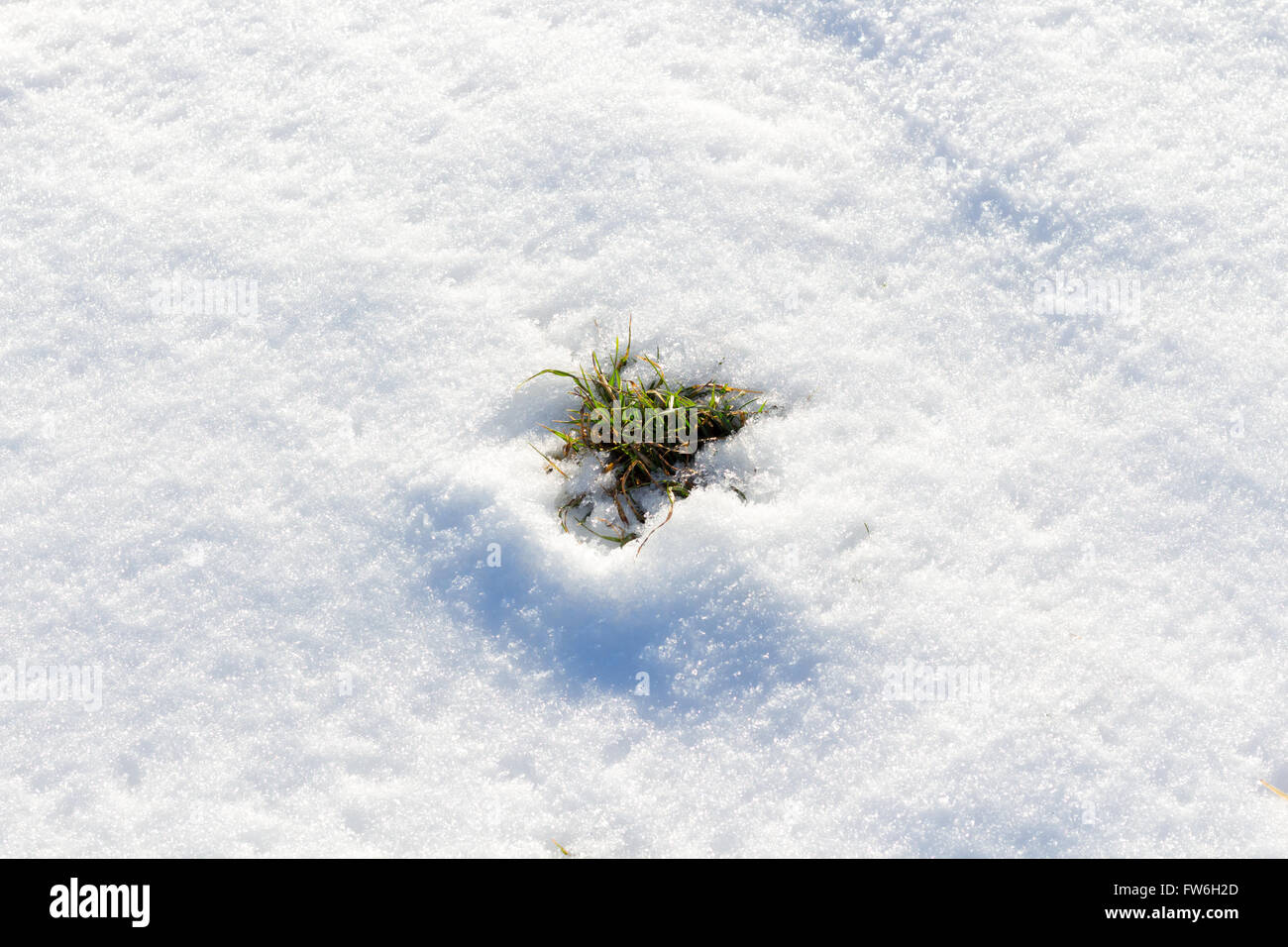 Fresco di erba verde sulla neve Foto Stock