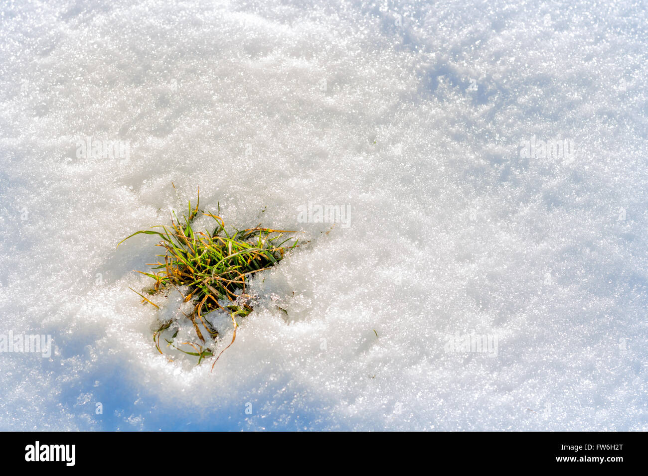 Fresco di erba verde sulla neve Foto Stock