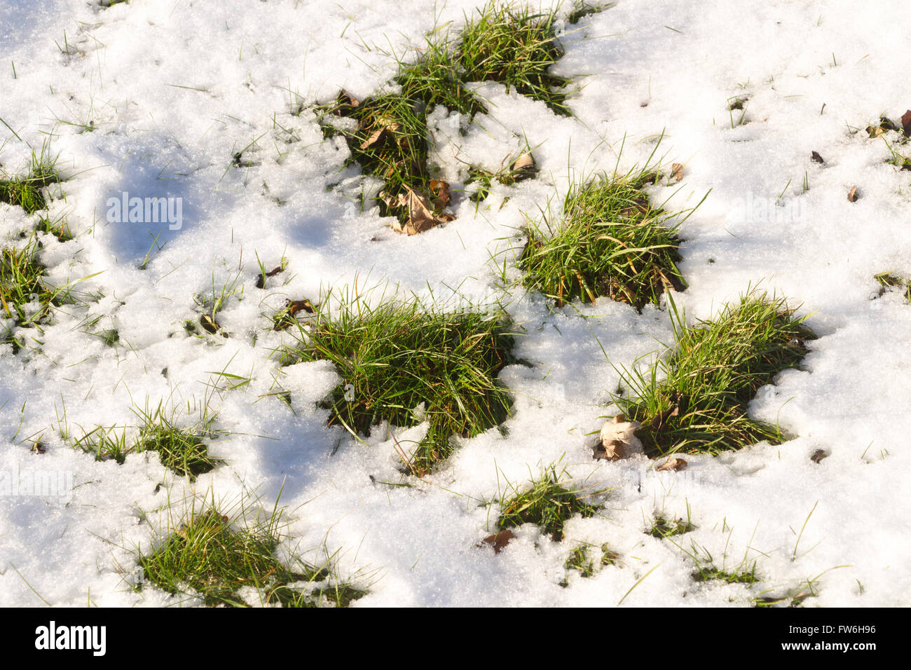 Fresco di erba verde sulla neve Foto Stock