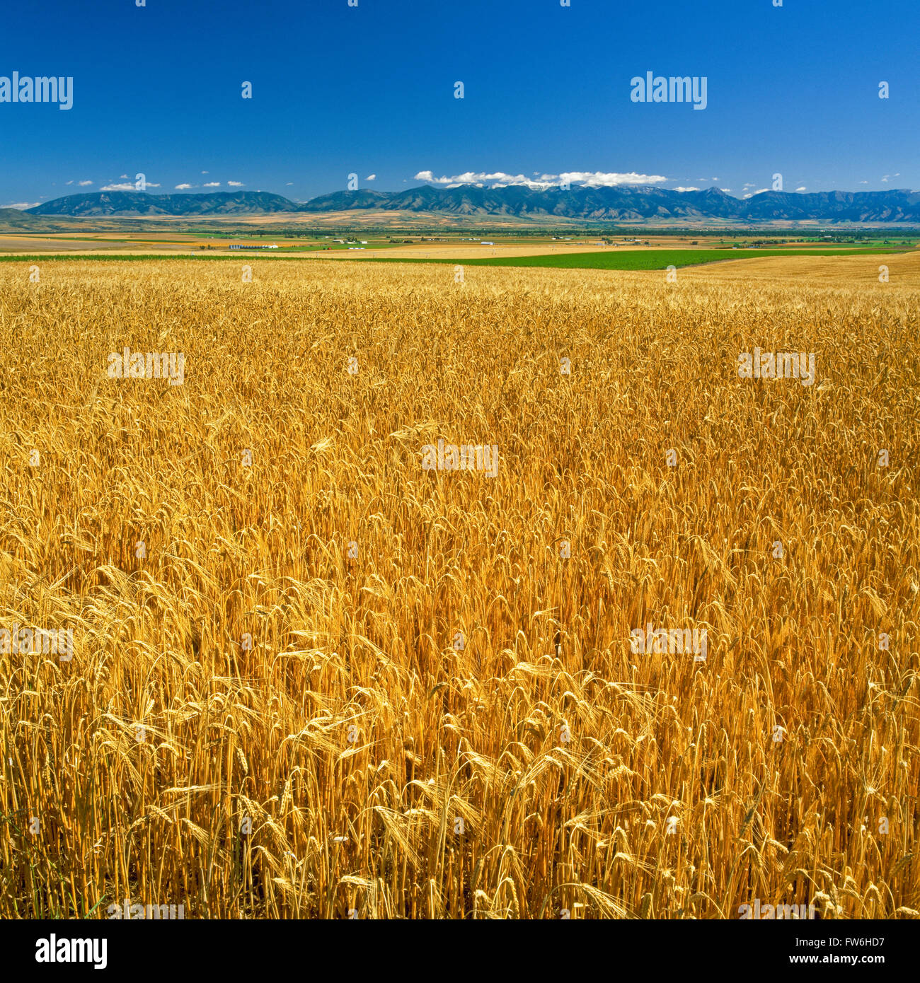 Campo di grano e distante bridger gamma vicino ad Amsterdam, montana Foto Stock