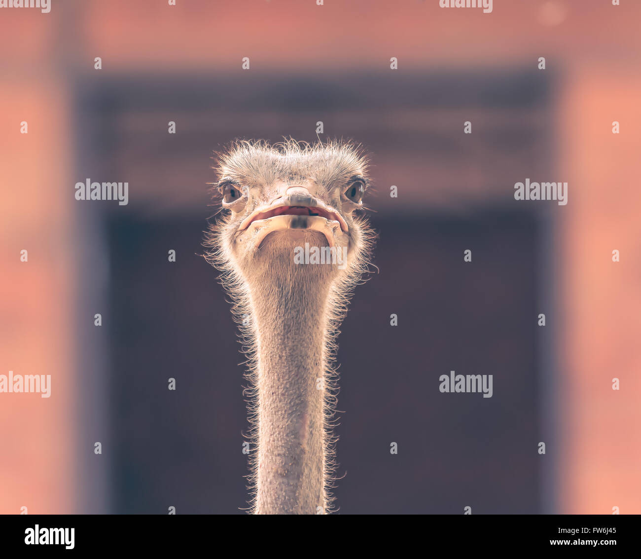 Testa di struzzo in cornice quadrata - Samut Prakan, Thailandia Foto Stock