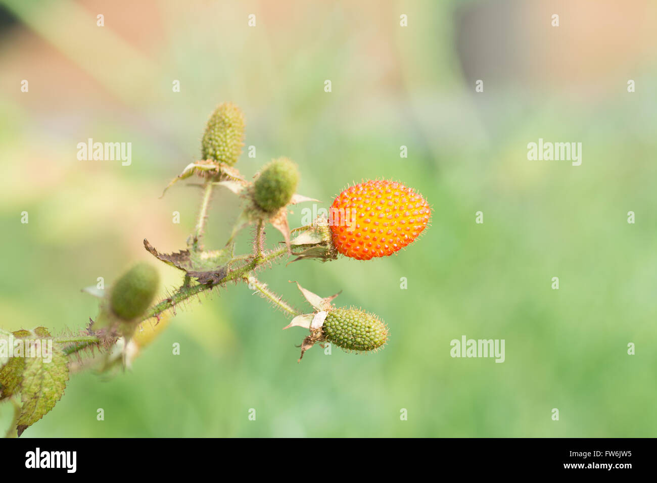 Rubus sorbifolius Maxim. Foto Stock