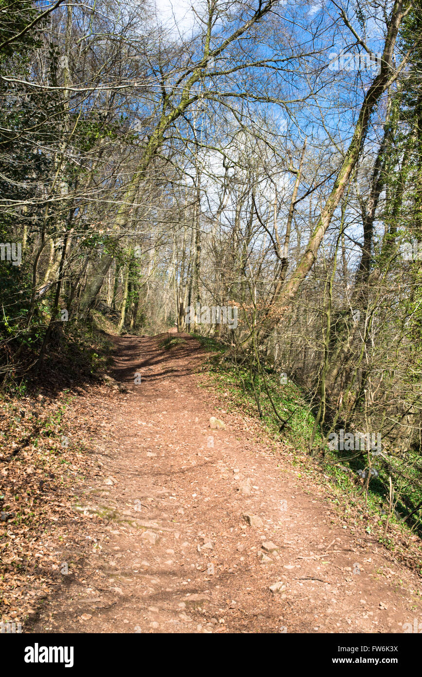 Un viale alberato ripido percorso attraverso una foresta. Foto Stock