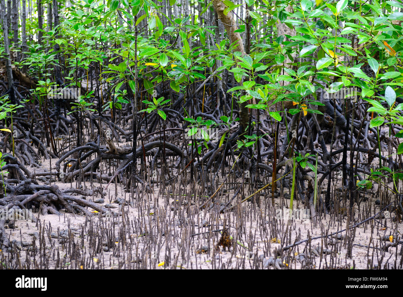Mangroven (Avicennia marina) bei ebbe, Insel Curieuse, Seychellen Foto Stock