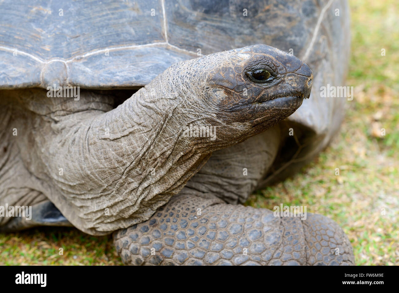 Aldabra-Riesenschildkroeten (Geochelone gigantea), endemisch, Insel Curieuse, Seychellen Foto Stock