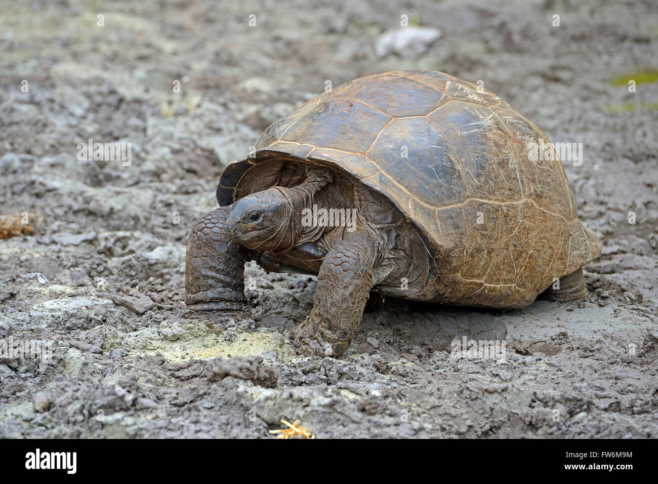 Aldabra-Riesenschildkroeten (Geochelone gigantea), endemisch, Insel Curieuse, Seychellen Foto Stock