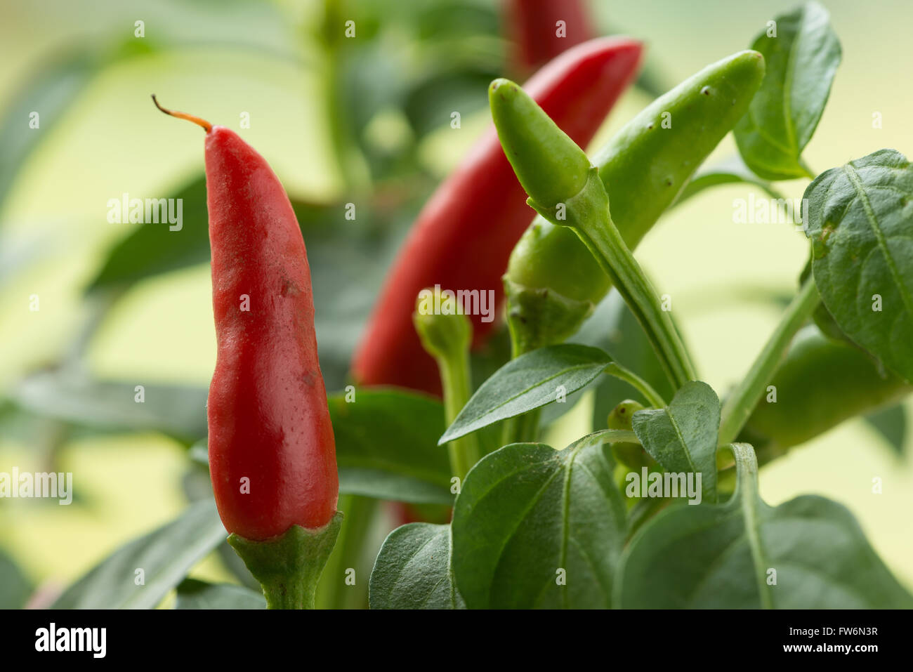 Rosso brillante maturazione Hot Chili Peppers estremamente calda per la cottura di curries speziatura fino pasti Capsicum annuum Foto Stock