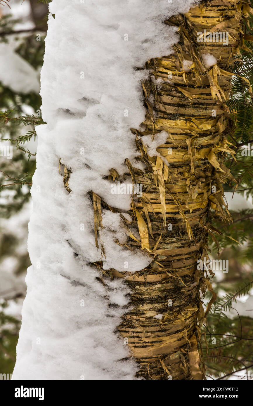 Yellow Birch, Betula alleghaniensis, con vento di neve soffiata aggrappati alla corteccia, Hiawatha National Forest, Michigan, Stati Uniti d'America Foto Stock