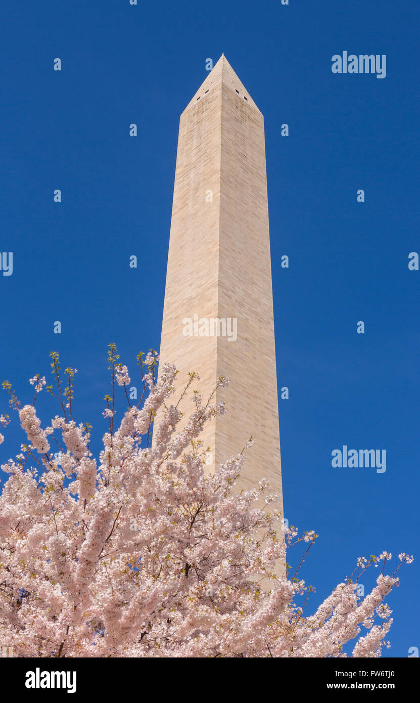 WASHINGTON, DC, Stati Uniti d'America - ciliegi in fiore e il Monumento a Washington. Foto Stock