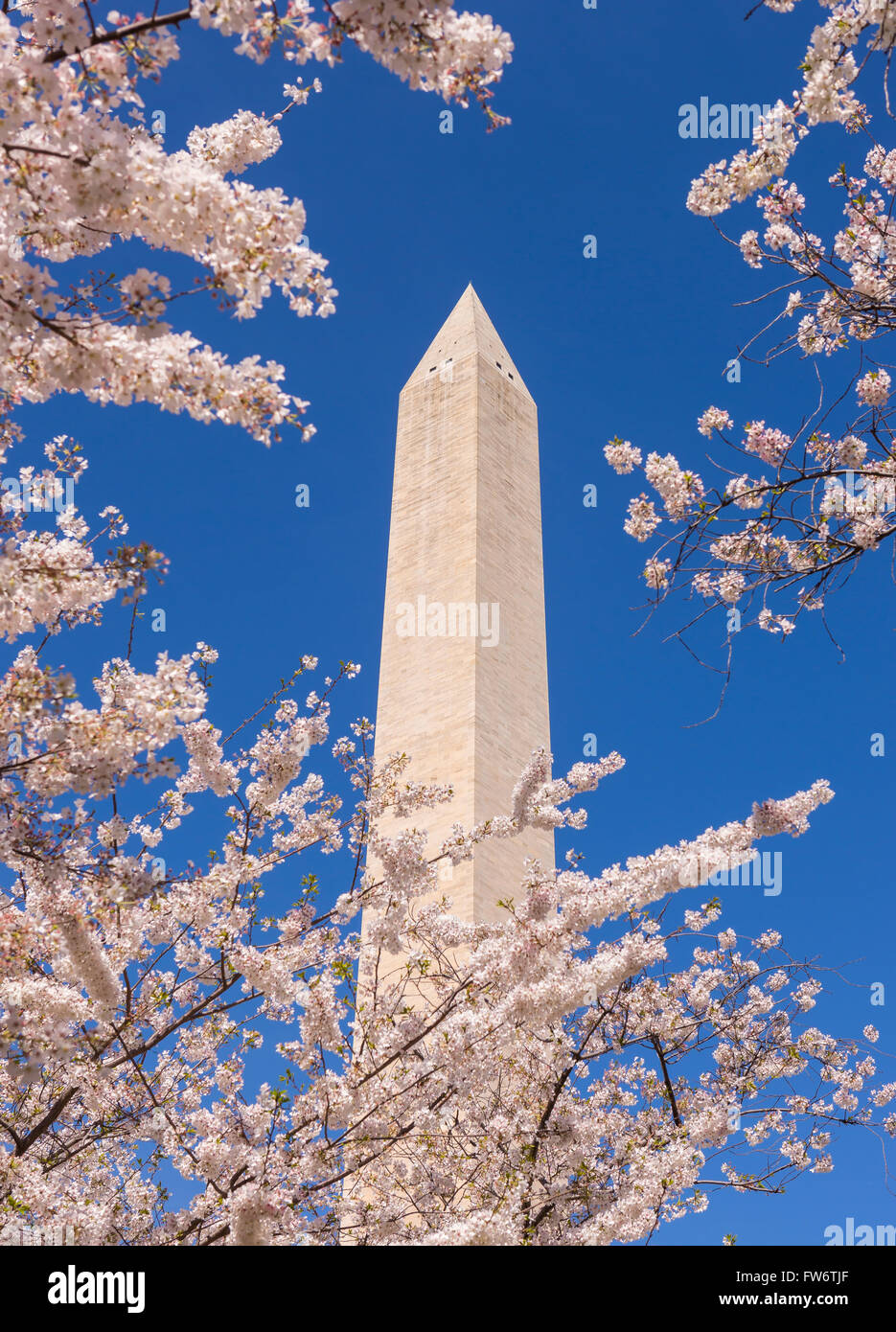 WASHINGTON, DC, Stati Uniti d'America - ciliegi in fiore e il Monumento a Washington. Foto Stock