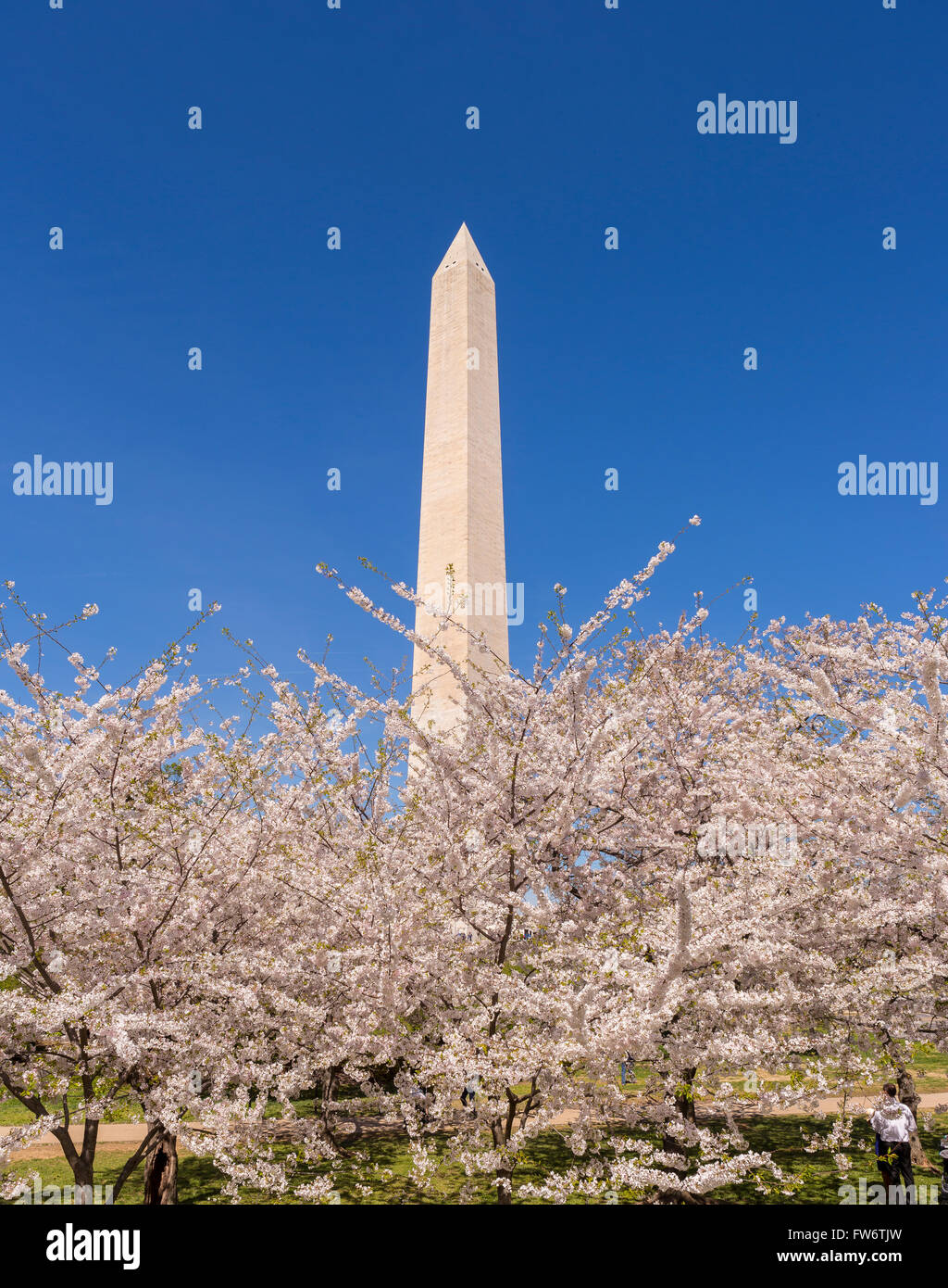 WASHINGTON, DC, Stati Uniti d'America - ciliegi in fiore e il Monumento a Washington. Foto Stock