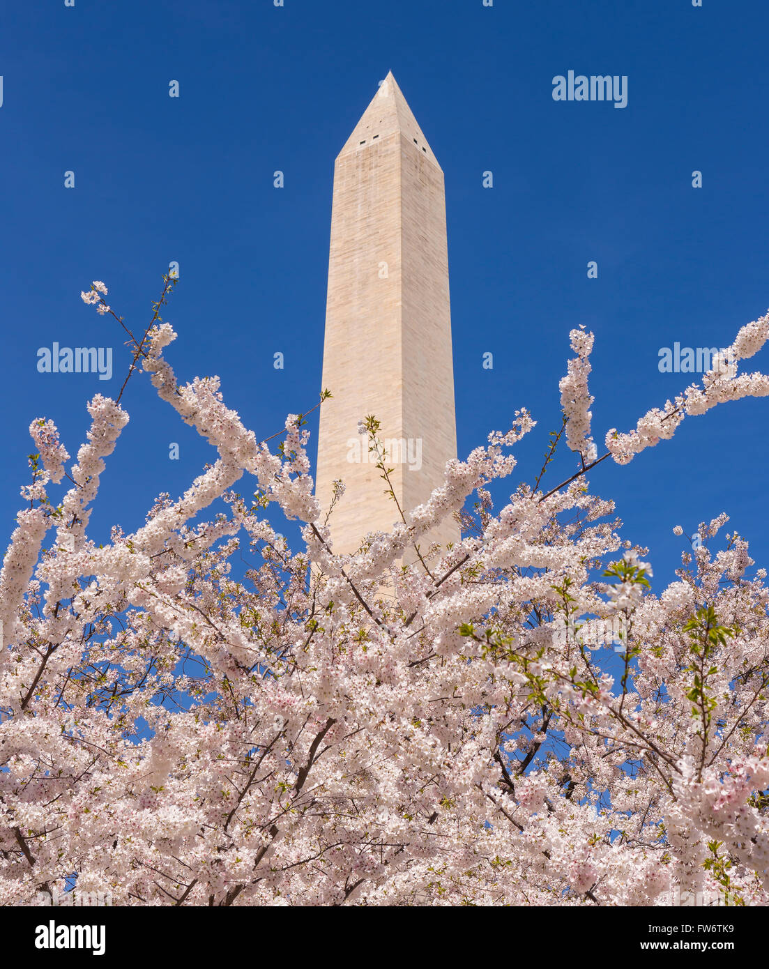 WASHINGTON, DC, Stati Uniti d'America - ciliegi in fiore e il Monumento a Washington. Foto Stock