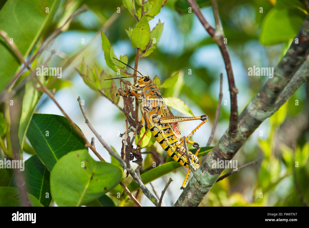 Gomma grasshopper alimentazione sulle foglie - presi in Everglades, Florida, Stati Uniti Foto Stock