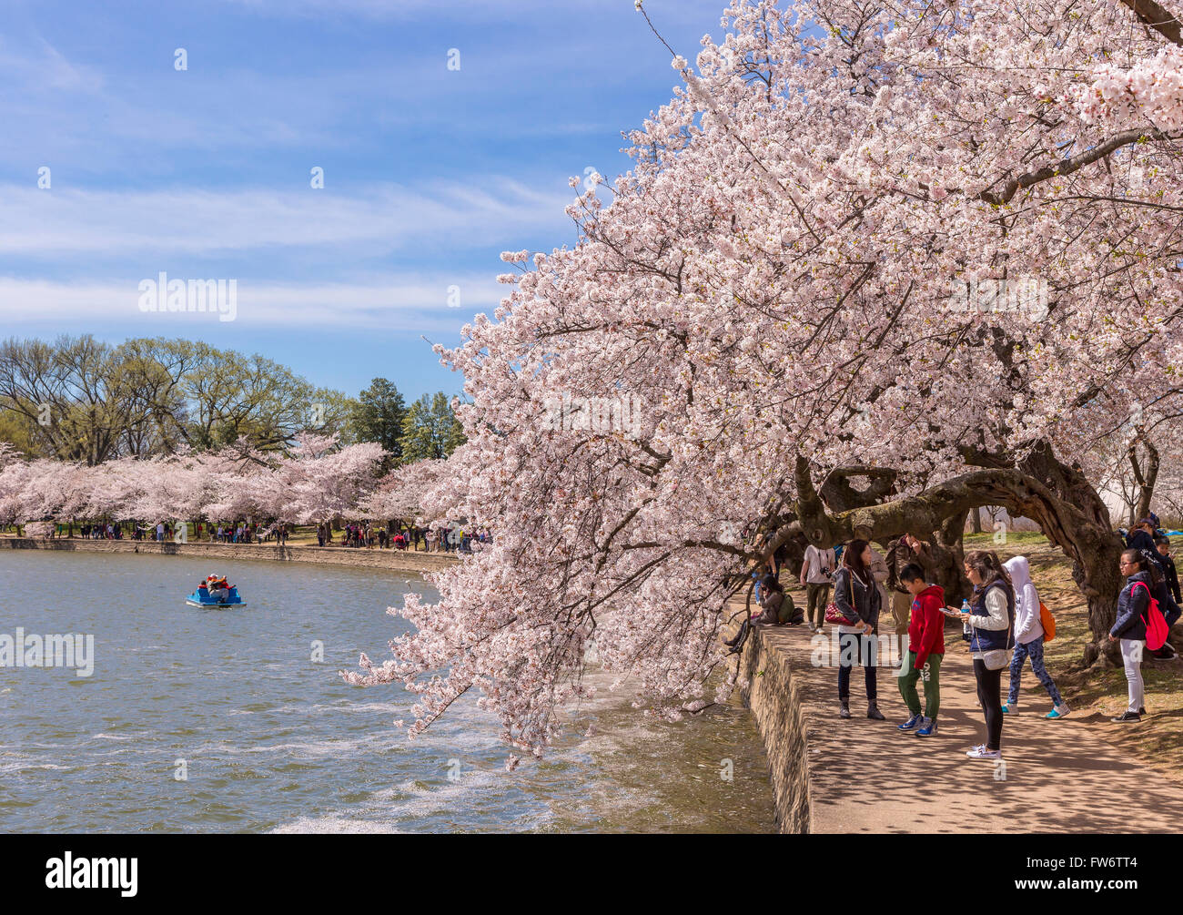 WASHINGTON, DC, Stati Uniti d'America - Le persone godono di ciliegi in fiore all Tidal Basin. Foto Stock