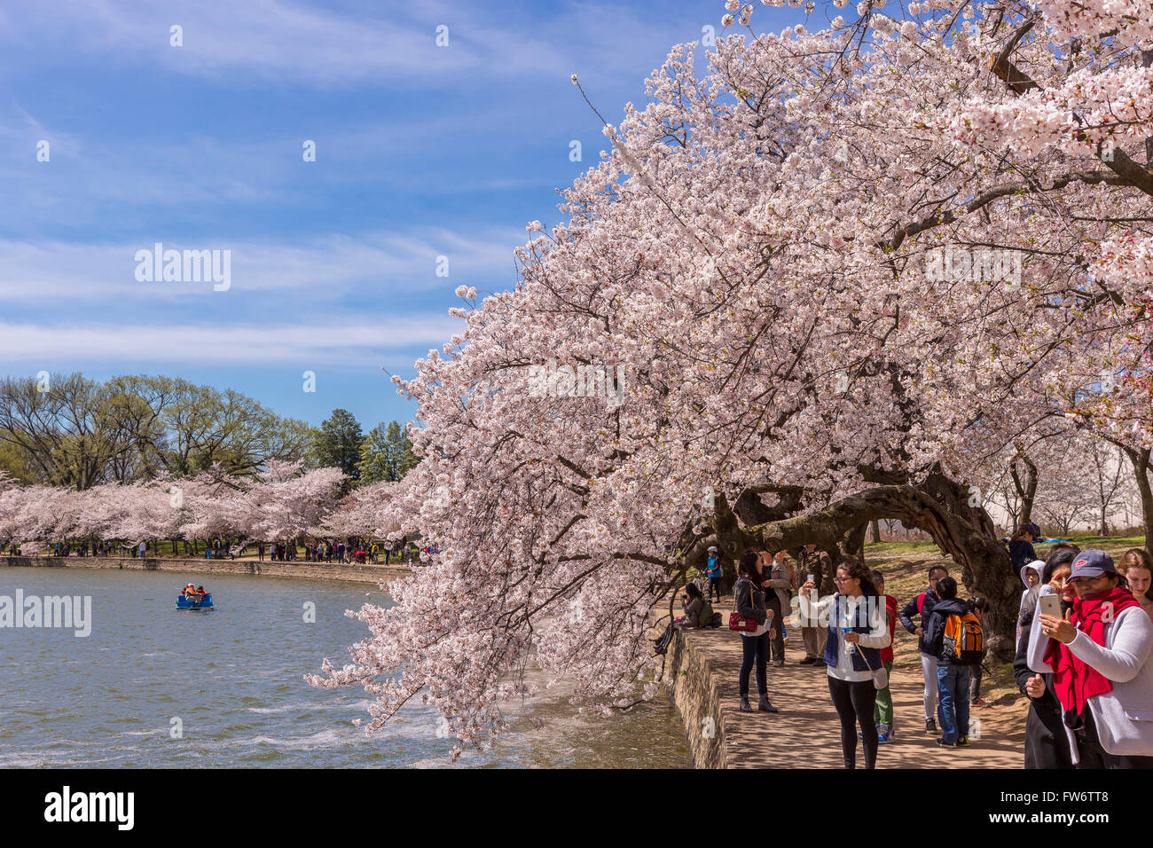WASHINGTON, DC, Stati Uniti d'America - Le persone godono di ciliegi in fiore all Tidal Basin. Foto Stock