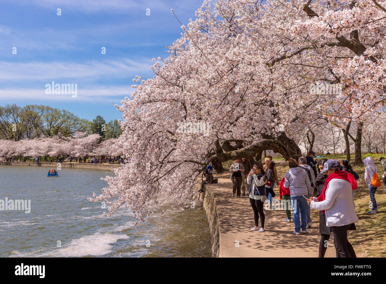 WASHINGTON, DC, Stati Uniti d'America - Le persone godono di ciliegi in fiore all Tidal Basin. Foto Stock
