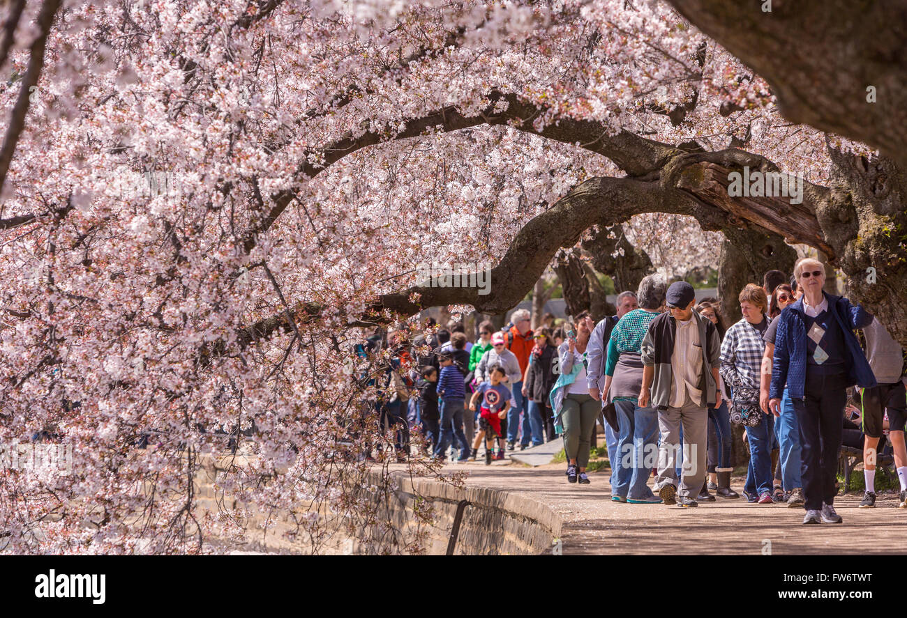 WASHINGTON, DC, Stati Uniti d'America - Le persone godono di ciliegi in fiore all Tidal Basin. Foto Stock