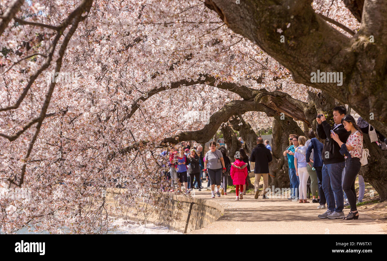 WASHINGTON, DC, Stati Uniti d'America - Le persone godono di ciliegi in fiore all Tidal Basin. Foto Stock