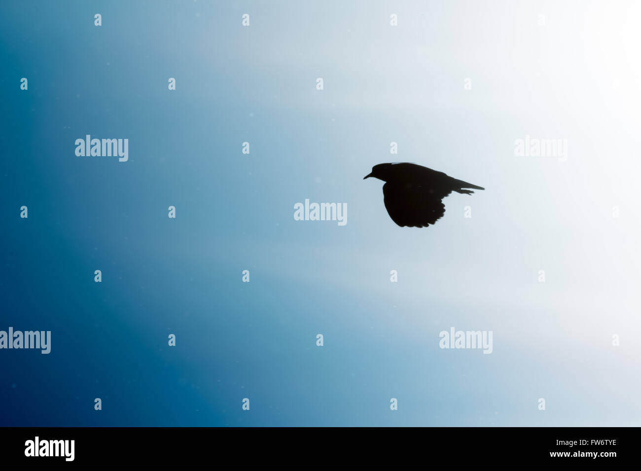 Pavoncella (Vanellus vanellus). Il canto di un uccello in volo Foto Stock