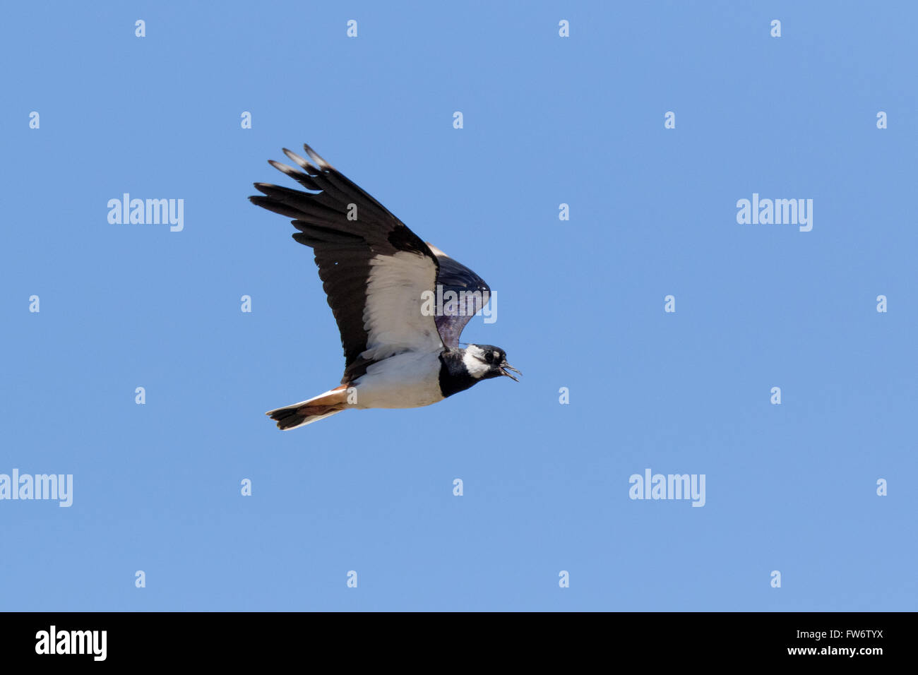 Pavoncella (Vanellus vanellus). Il canto di un uccello in volo Foto Stock