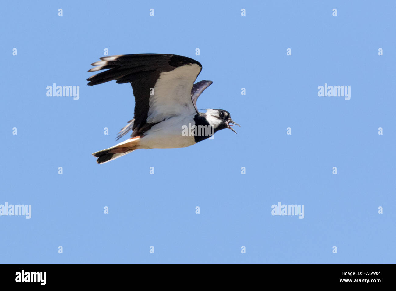 Pavoncella (Vanellus vanellus). Il canto di un uccello in volo Foto Stock
