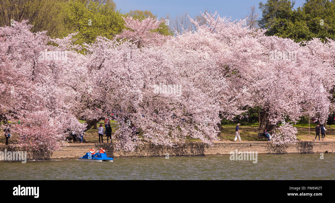 WASHINGTON, DC, Stati Uniti d'America - Le persone godono di ciliegi in fiore all Tidal Basin. Foto Stock