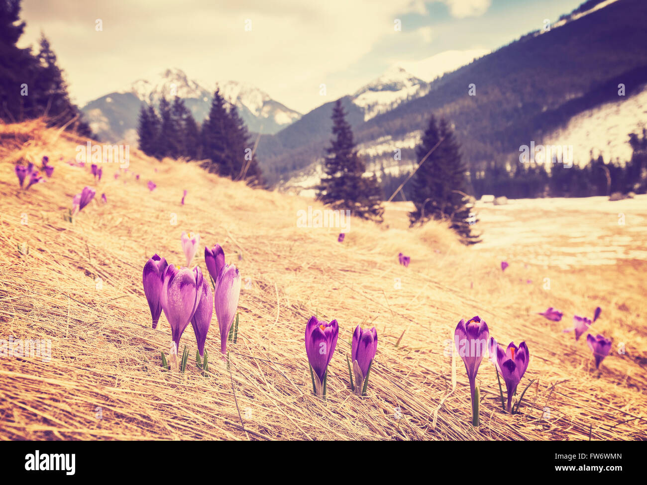 Vintage immagine filtrata della prima molla di crochi in Valle Chocholowska, una delle più grandi attrazioni in primavera in polacco Tat Foto Stock