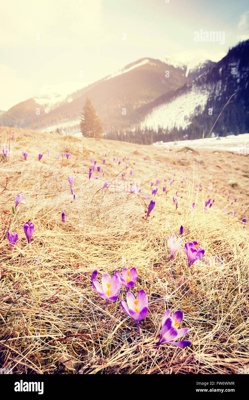 Vintage immagine filtrata della prima molla di crochi in Valle Chocholowska, una delle più grandi attrazioni in primavera in polacco Tat Foto Stock