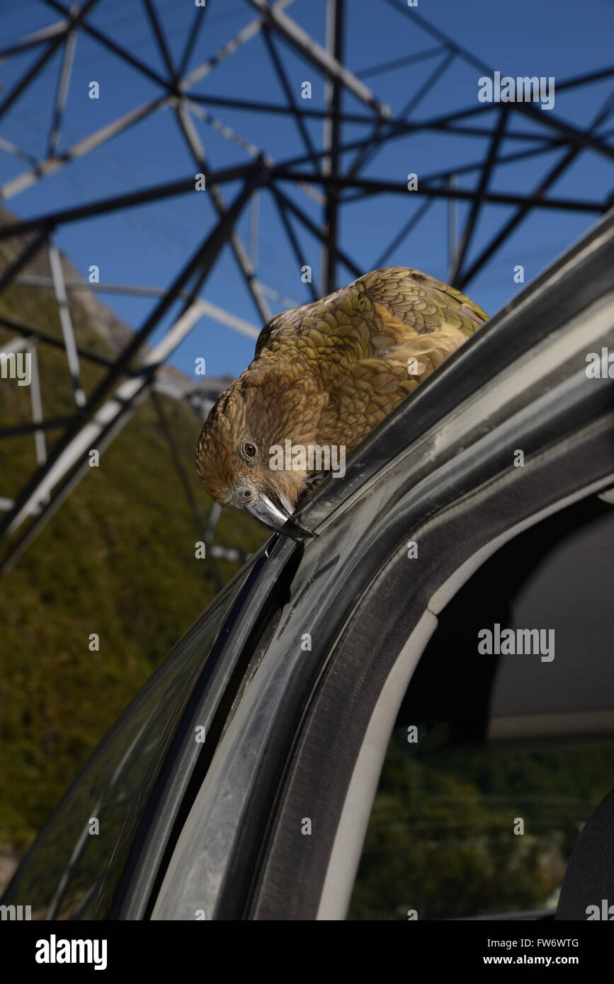 Nuova Zelanda pappagallo alpino, Kea, Nestor notabilis, picking in gomma sulla portiera di una macchina di Arthur's Pass Parco Nazionale Foto Stock