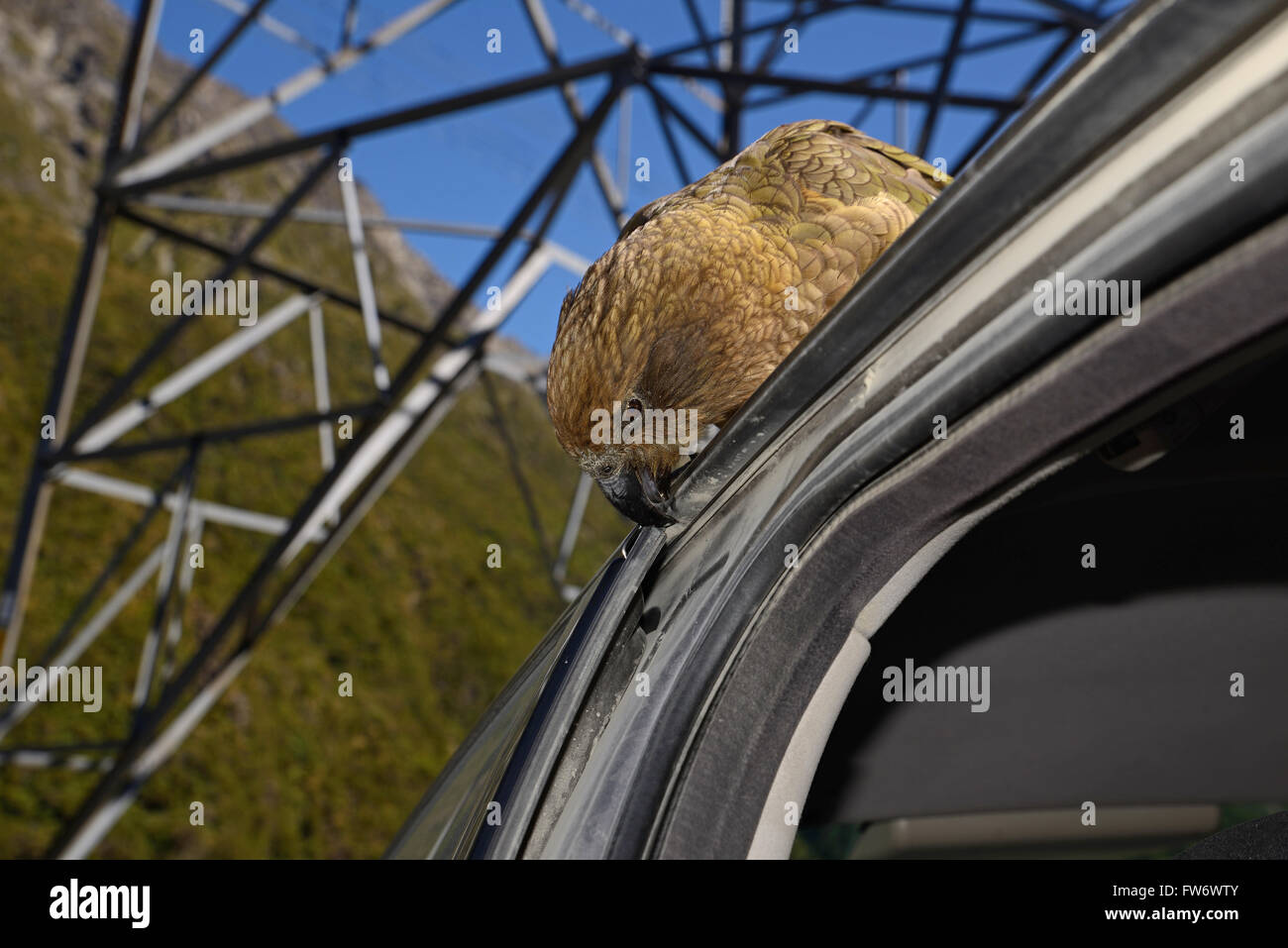 Nuova Zelanda pappagallo alpino, Kea, Nestor notabilis, picking in gomma sulla portiera di una macchina di Arthur's Pass Parco Nazionale Foto Stock