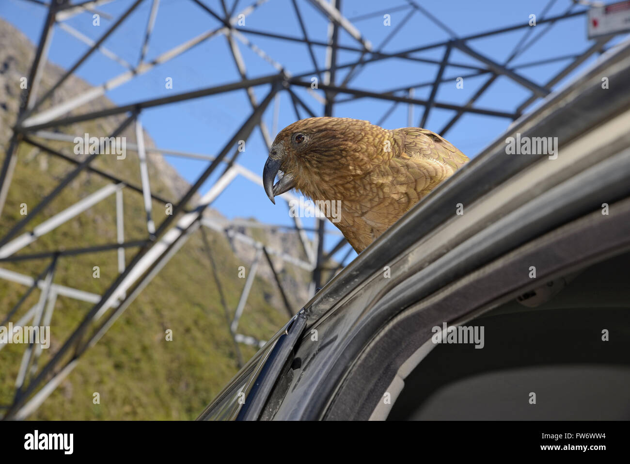 Nuova Zelanda pappagallo alpino, Kea, Nestor notabilis, seduto su una vettura di Arthur's Pass, per la gioia dei turisti Foto Stock